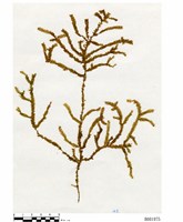 藏品(鈍葉擬平苔)的圖片